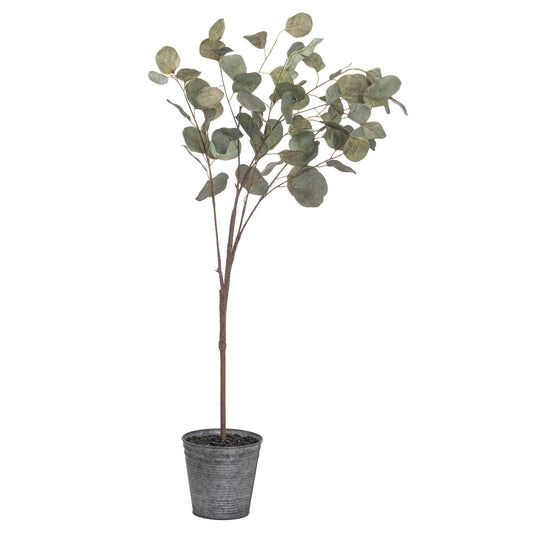 Eucalyptus Tree In Metallic Pot