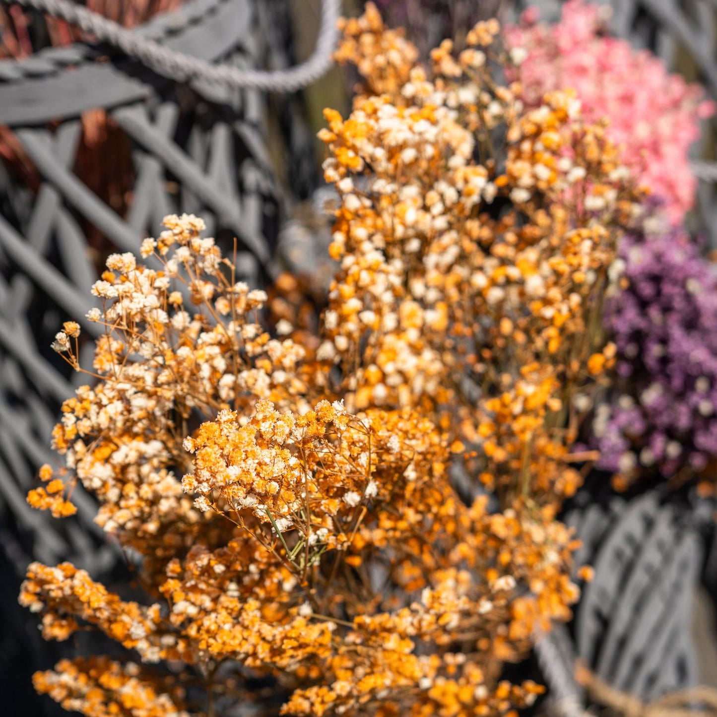 Dried Orange Babys Breath Bunch