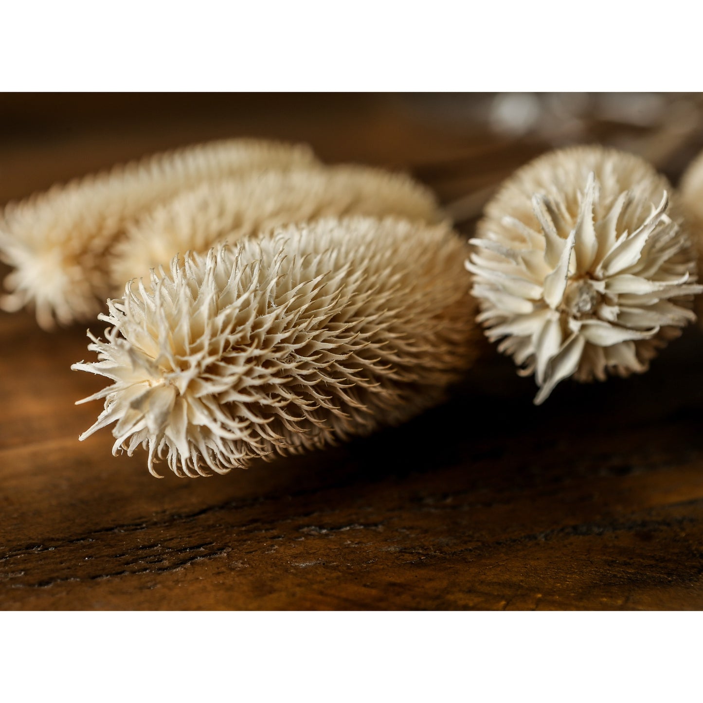 Bouquet Of Dried Tall Thistle