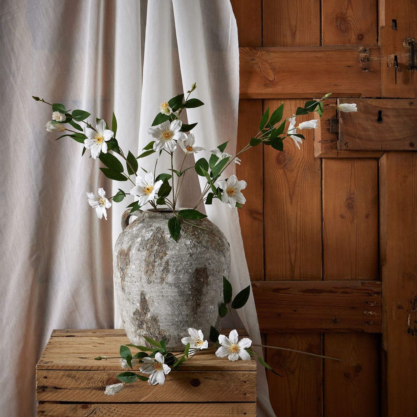 White Florida Clematis