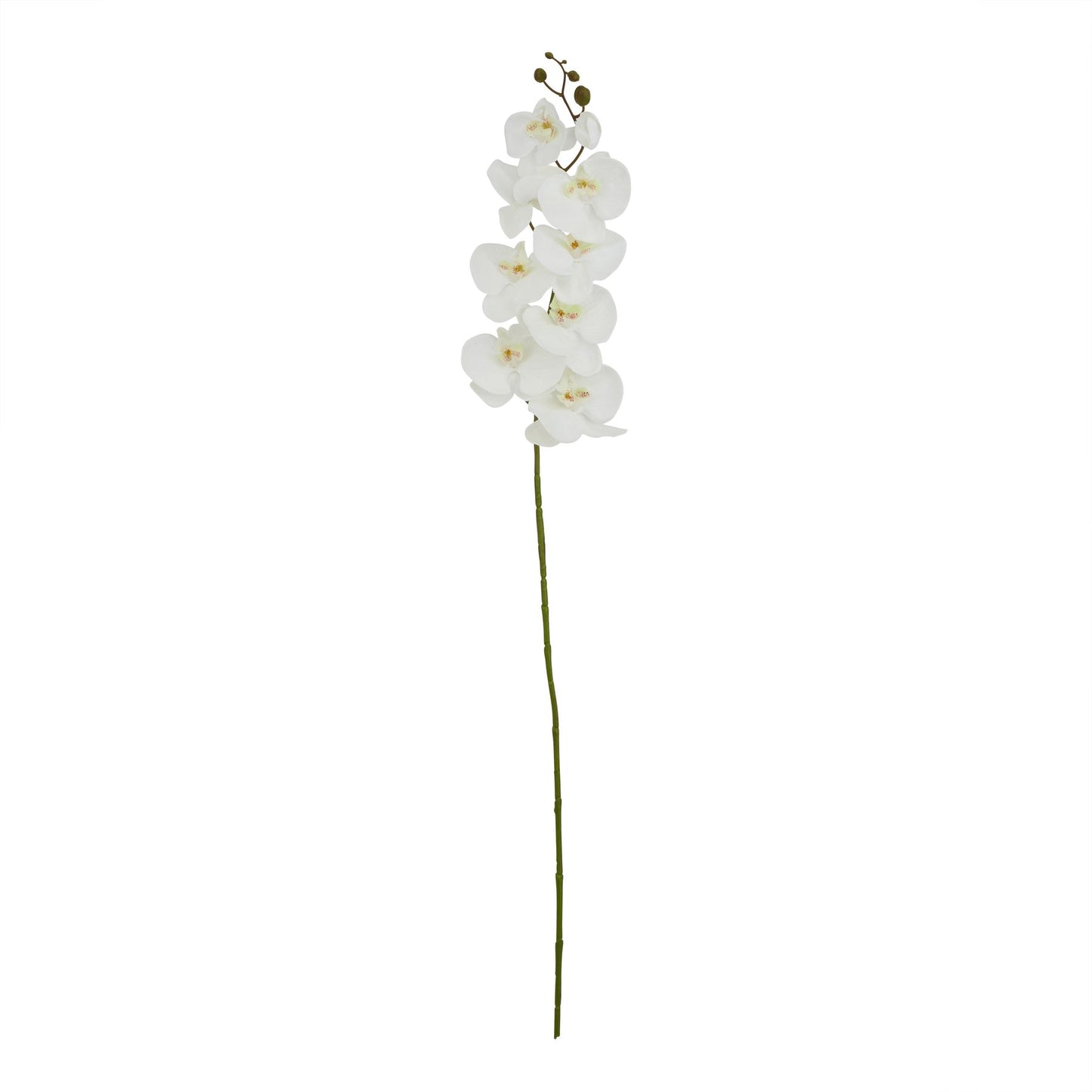 Tall White Butterfly Orchid Stem